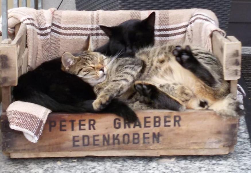 Pension "Der Sulzbachhof" Lehrberg Esterno foto